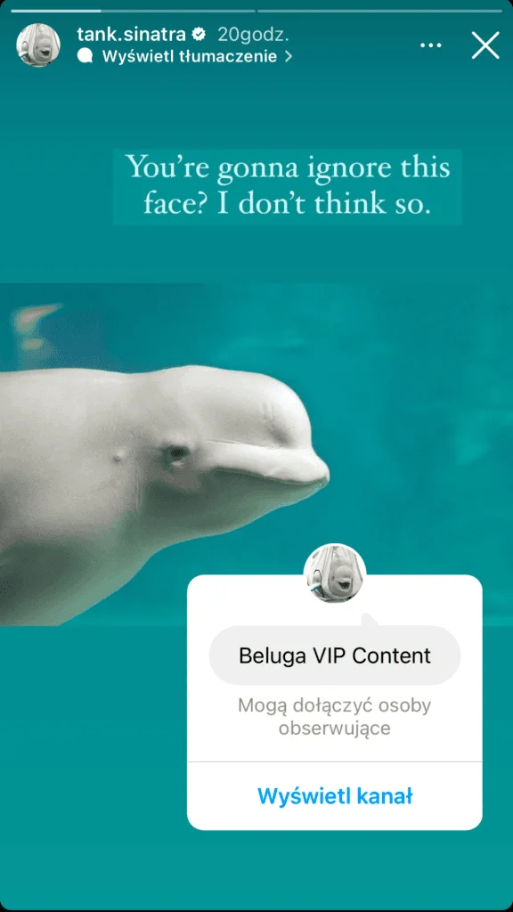 Tank Sinatra Broadcast Channel Instagram